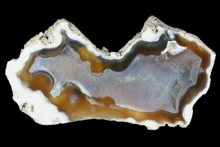 Agatized Fossil Coral Geode - Florida #82814